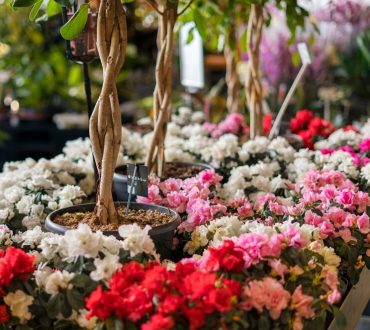 beautiful-flowers-arrangement-indoors_23-2150392058