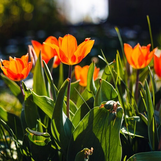 field-beautiful-orange-petaled-tulips_181624-18404