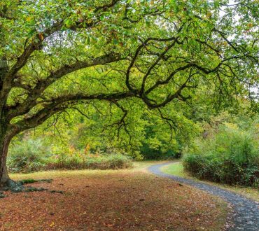 tree-with-wide-branches-green-leaves-beside-winding-path-woods_181624-37054